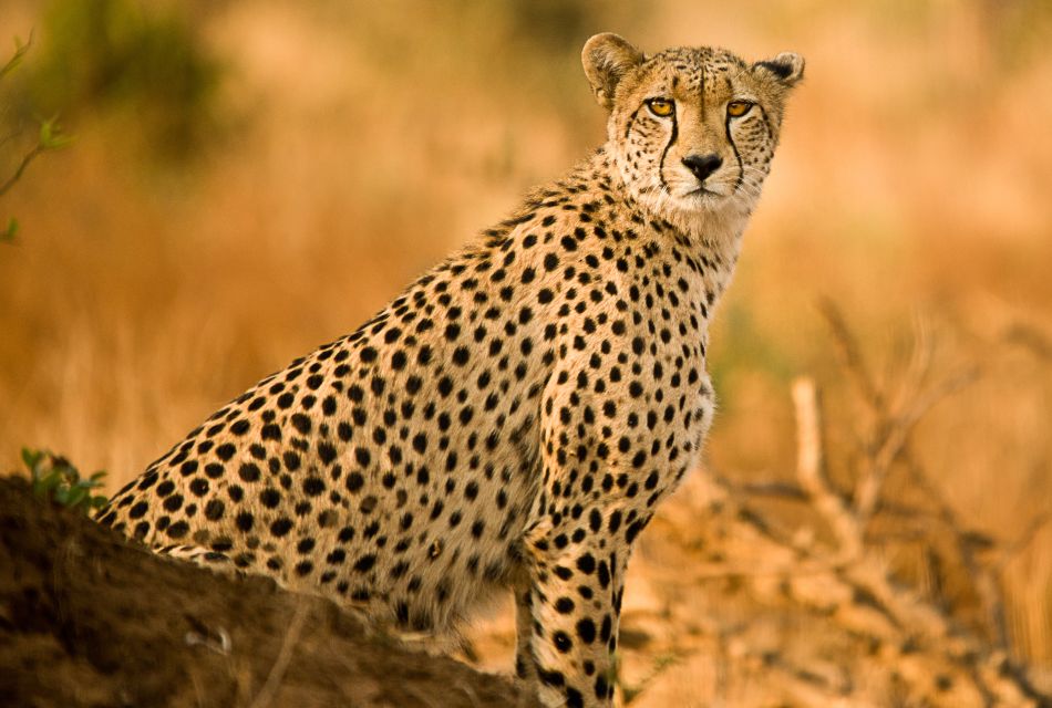 Hartbeespoort: Predator Safari With a Guide - Booking Information