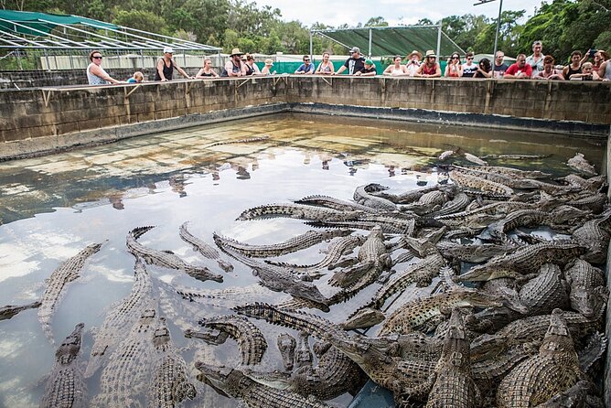 Hartleys Crocodile Adventures Day Trip From Cairns - Viator Information