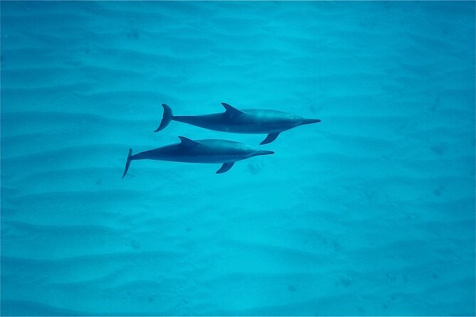 Hawaii: Oahu Dolphin and Sea Life Swimming and Snorkeling Trip  - Honolulu - Wildlife Encounters