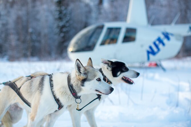 Helicopter Glacier Dogsled Tour Lower Glacier Landing - ANCHORAGE AREA - Cancellation Policy Details