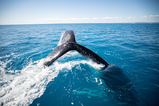 Hervey Bay Ultimate Whale Watching Cruise - Additional Information