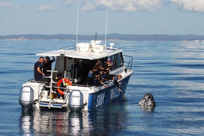 Hervey Bay Whale Swim and Watch - Booking Information