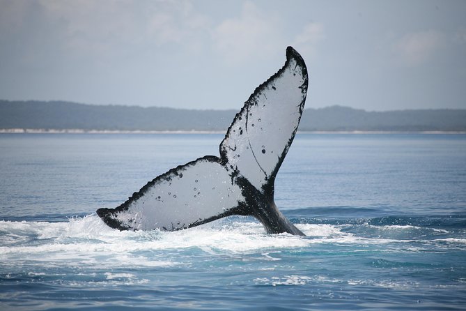 Hervey Bay Whale Watching Cruise - Reviews and Recommendations