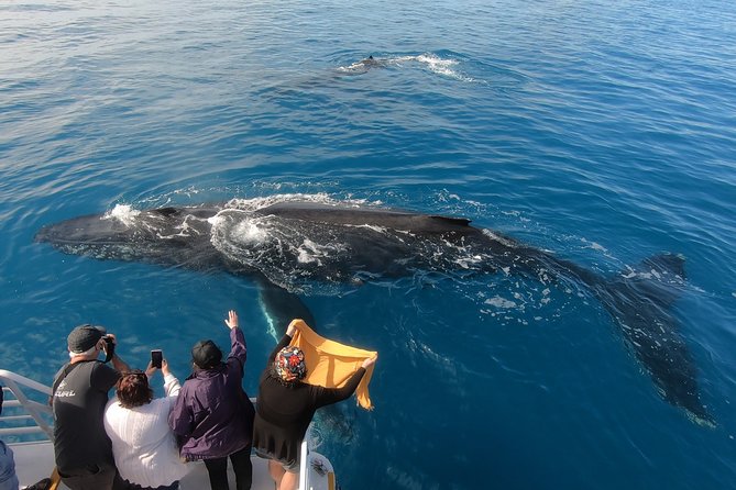 Hervey Bay Whale Watching Experience - Customer Reviews and Ratings