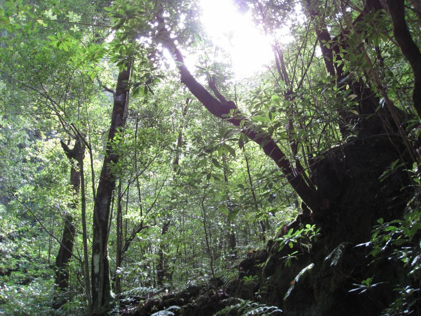 Hidden Corners, the Kings Levada Full Day Hike - Transportation and Itinerary Information