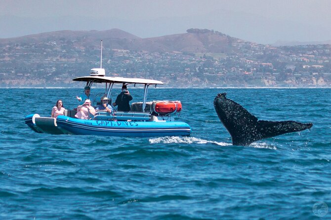 High Speed Zodiac Whale Watching Safari From Dana Point - Expectations and Medical Requirements