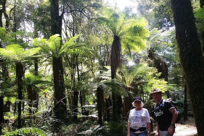 Hike New Zealands Finest Forest - Whirinaki Forest - Tour Logistics