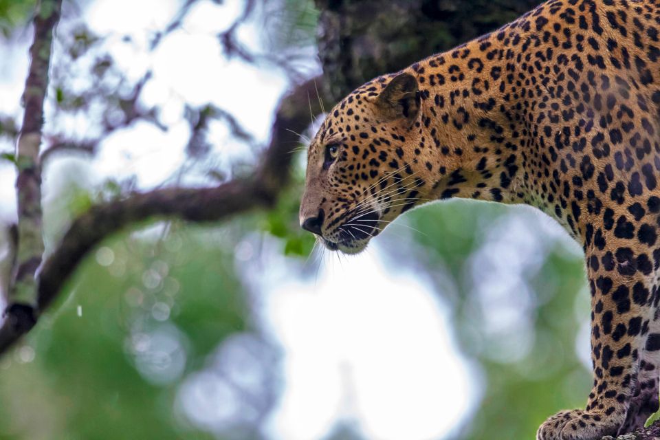 Hikkaduwa/Galle/Weligama/Mirissa: Yala National Park Safari - Key Experience Highlights