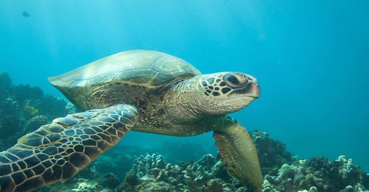 Hilo: Sea Turtle Lagoon and Black Sand Beach Snorkel - Location & Reviews
