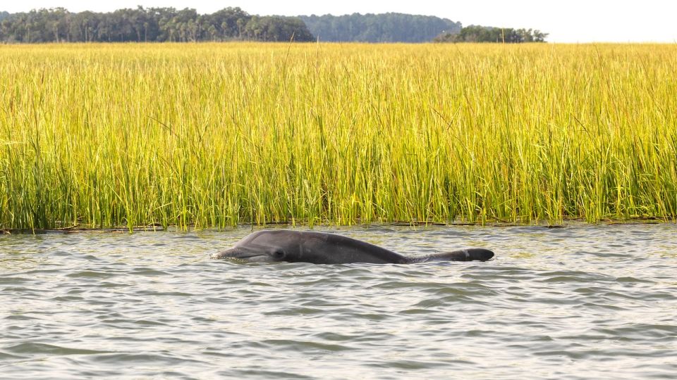 Hilton Head: Calibogue Sound Private Dolphin Boat Charter - Facilities and Amenities