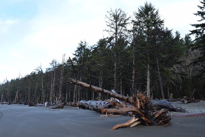 Hoh Rain Forest and Rialto Beach Guided Tour in Olympic National Park - Transportation Details