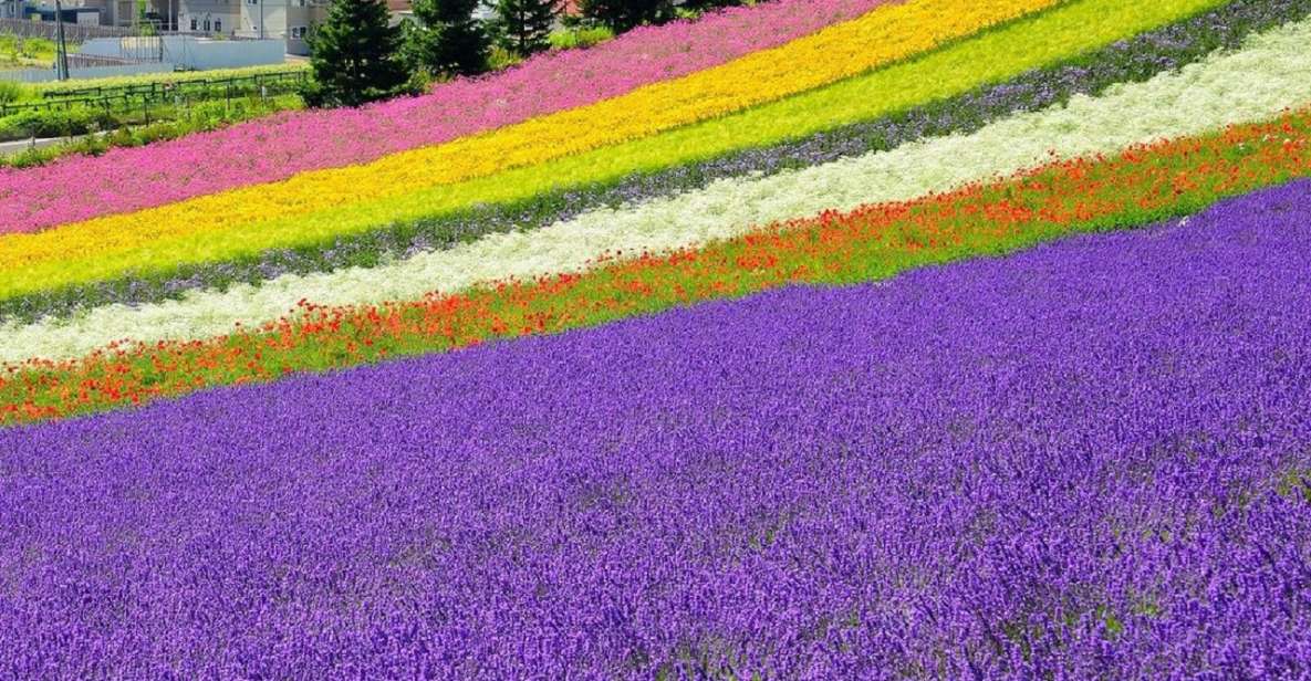 Hokkaido: Biei Blue Pond and Furano Flower Farm Day Trip - Tour Itinerary Details