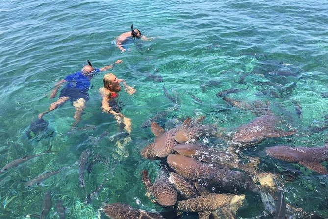 Hol Chan Marine Park and Shark Ray Alley Snorkeling - Traveler Information and Tips