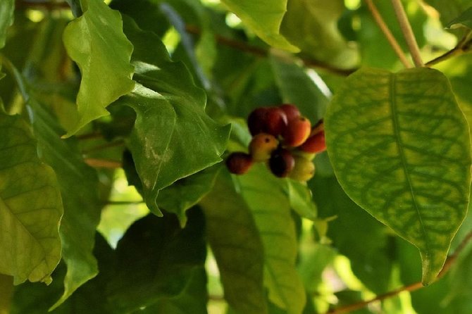 Holualoa Coffee and Chocolate Plantation 2-hour Guided Tour  - Big Island of Hawaii - Additional Information