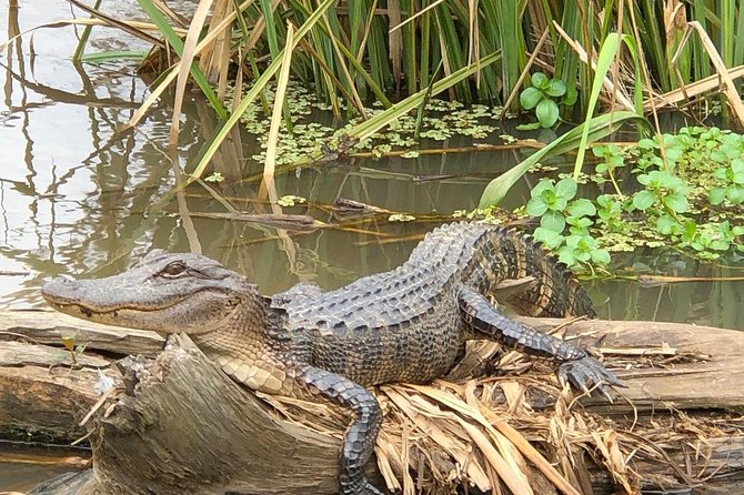 Honey Island Swamp Boat Tour With Transportation From New Orleans - Staff and Guides