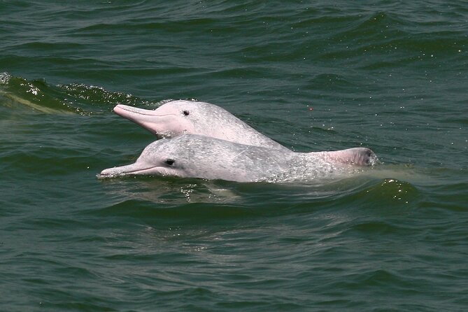 Hong Kong Dolphin Watch Tour - Departure Details