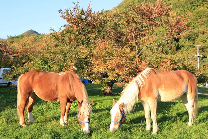 Horseback-Riding in a Country Side in Sapporo - Private Transfer Is Included - Meeting and Pickup Information