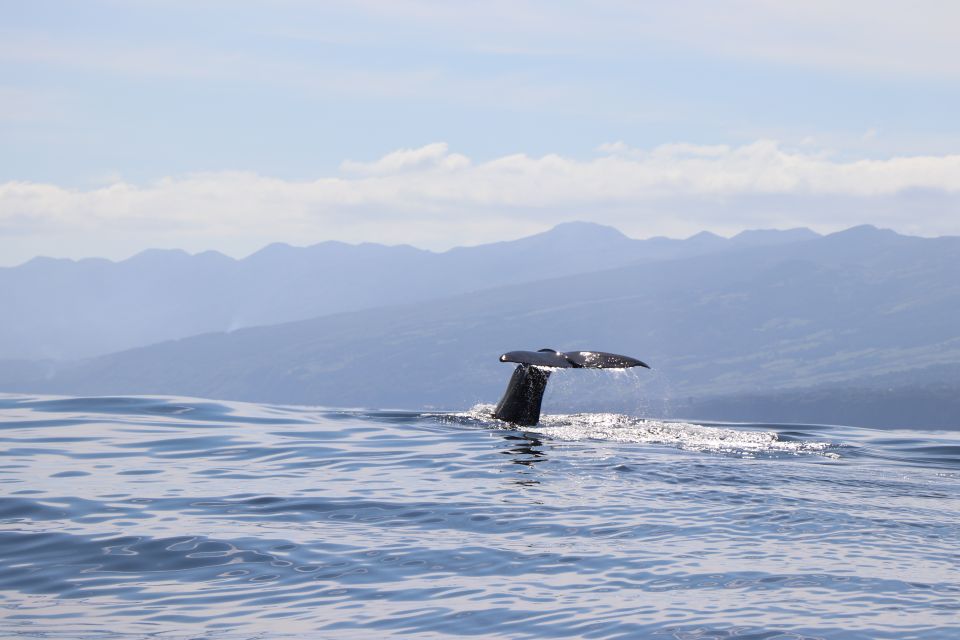 Horta: Whale and Dolphin Watching Expedition - Inclusions