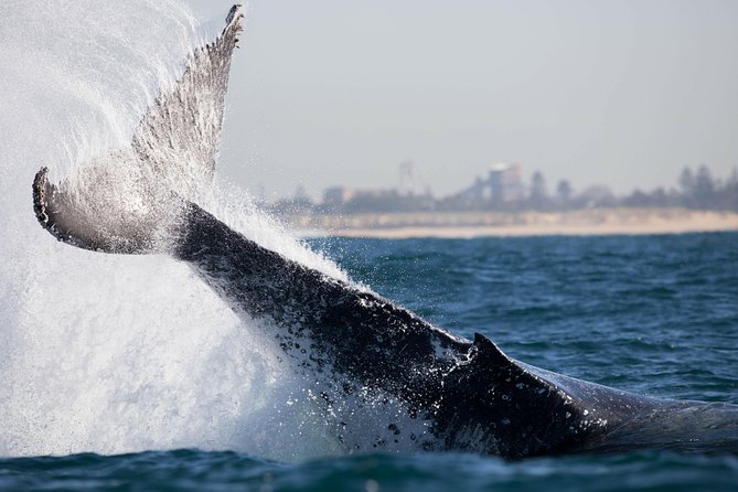 Humpback Whale Encounter Tour From Newcastle - Tour Expectations