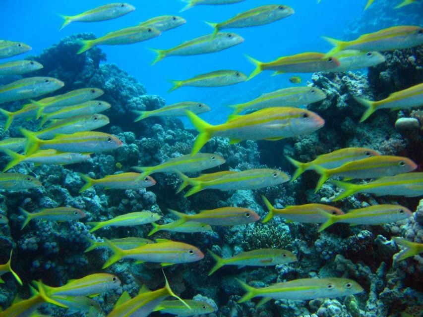 Hurghada: Full-Day Scuba Diving Discovery - Experience Highlights