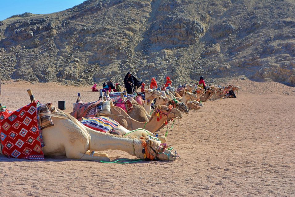 Hurghada: Safari Jeep , Camel Ride & BBQ Dinner - Experience Highlights