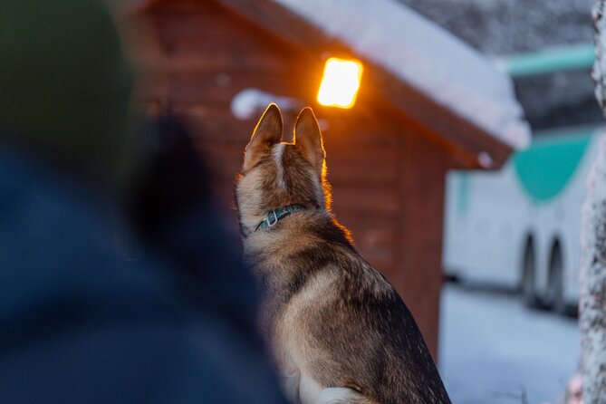 Husky Experience and Dog Sled Driving - Early Bird - Enjoy Hot Drinks and Cake