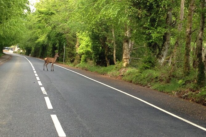 Ireland Private Transfer From Killarney to Galway  - Ring of Kerry - Common questions