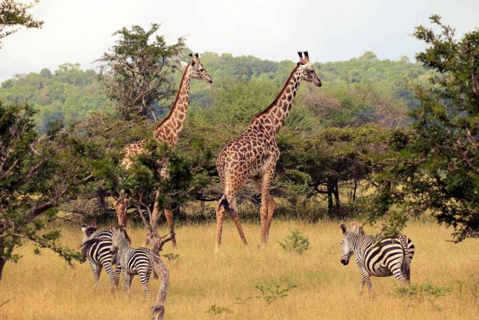 Isimangaliso Wetlands P & Boat Cr Full Day Tour From Durban - Wildlife Experience