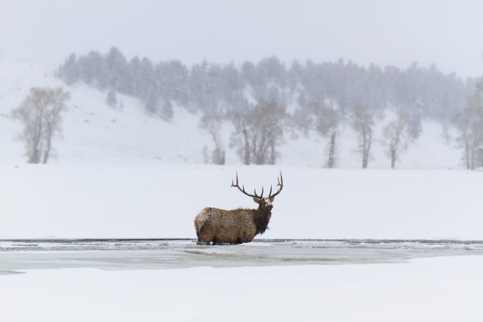 Jackson: Grand Teton, Bighorn Sheep, and Petroglyphs Tour - Inclusions and Transportation