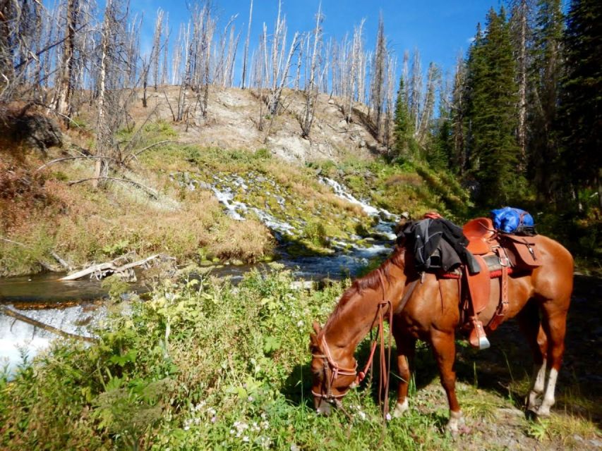 Jackson Hole: Bridger-Teton National Forest Horseback Ride - Activity Description