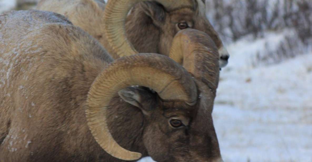 Jackson Hole : Grand Teton Winter Wildlife Tours For 1 To 4 - Inclusions