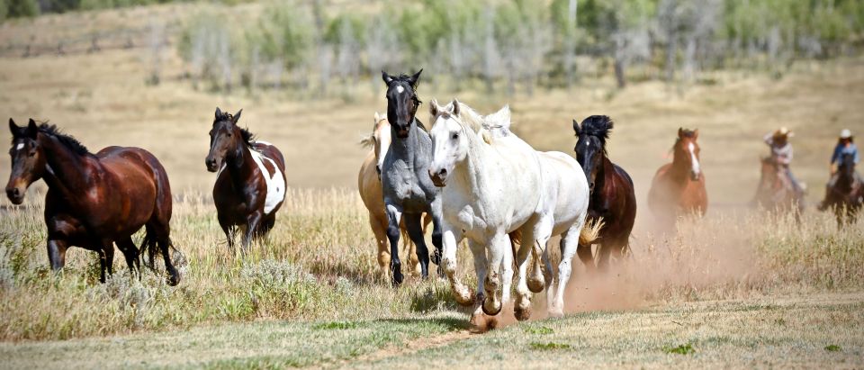 Jackson Hole: Teton View Guided Horseback Ride With Lunch - Detailed Description