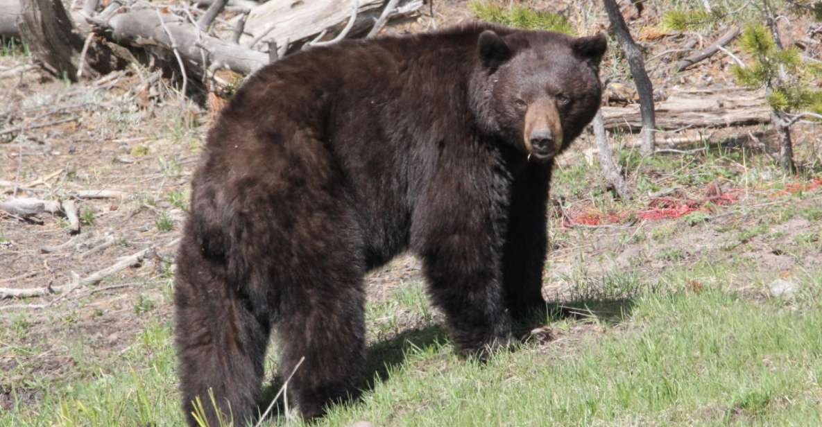 Jackson Hole: Yellowstone Lower Loop Upper Loop 2-Day Tour - Tour Highlights