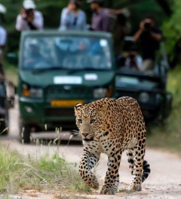 Jaipur: Jhalana Leopard Safari Private Tour - Key Points