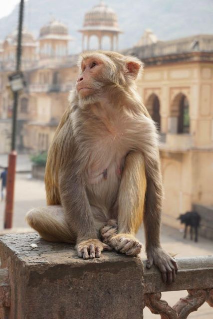 Jaipur Sightseeing Tour With Monkey Temple (Galta Ji Temple) - Tour Highlights