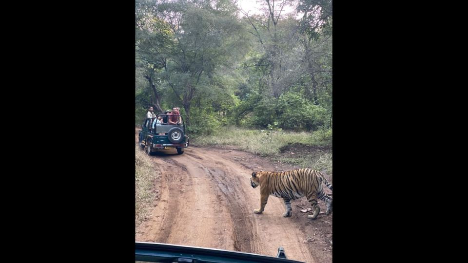 Jaipur to Ranthambore Day Trip - Wildlife Safari