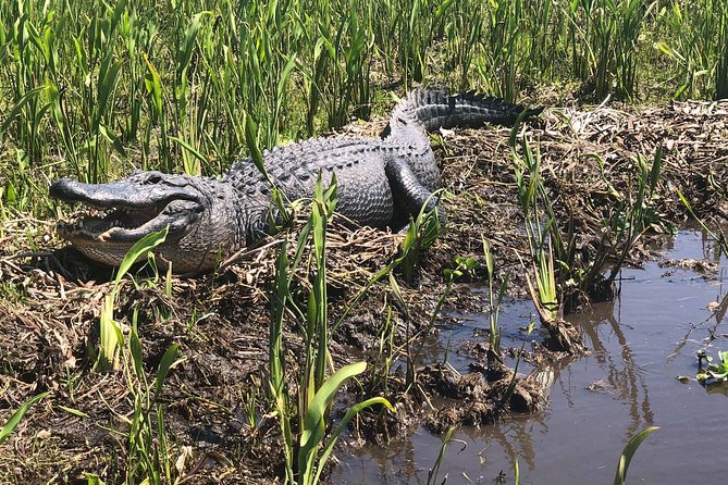 Jean Lafitte 90-Minute Swamp and Bayou Boat Tour - Booking Details