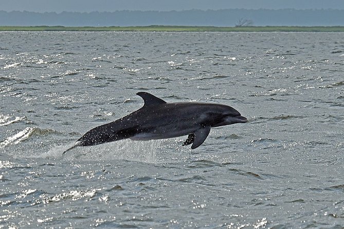 Jekyll Island Dolphin Tours - Traveler Reviews and Ratings