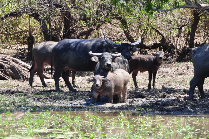 Jumping Crocodile Cruise With Lunch - Booking Information