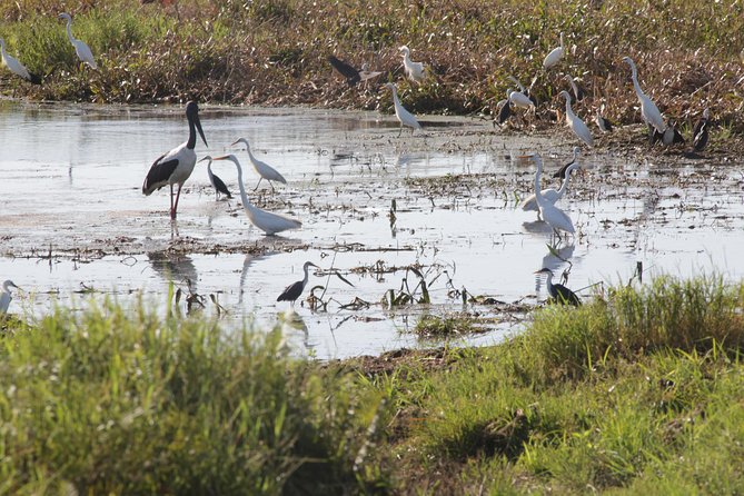 Jumping Crocs & Nature Adventure Cruise From Darwin - Customer Reviews