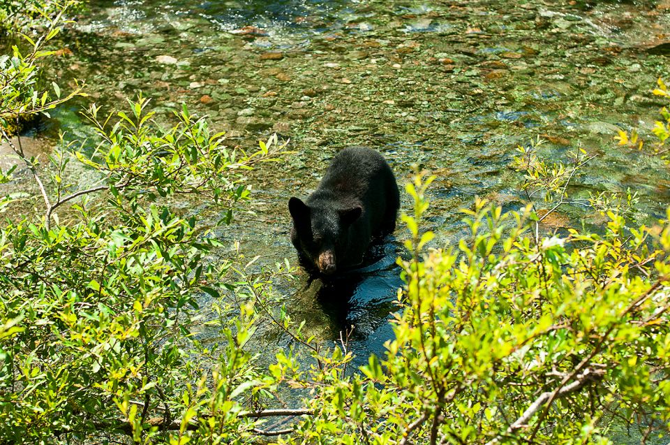 Juneau: Rainforest and Waterfalls Trek - Location Features