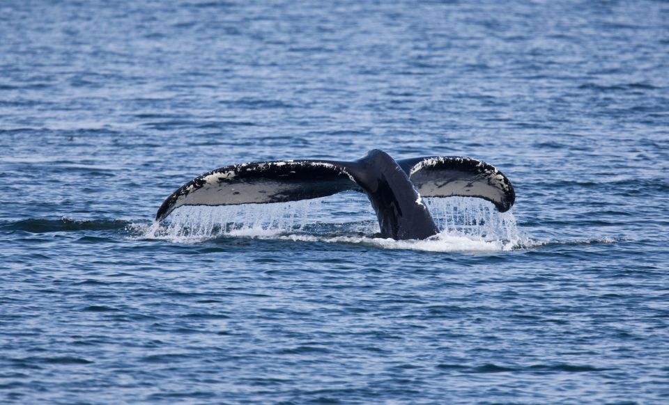 Juneau: Whale Watching and Wildlife Cruise With Local Guide - Review Summary