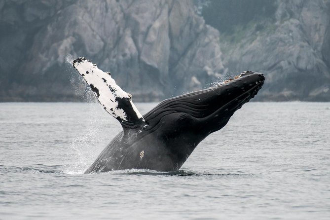 Juneau Wildlife Whale Watching & Mendenhall Glacier - Weather, Cancellation Policy, and Logistics