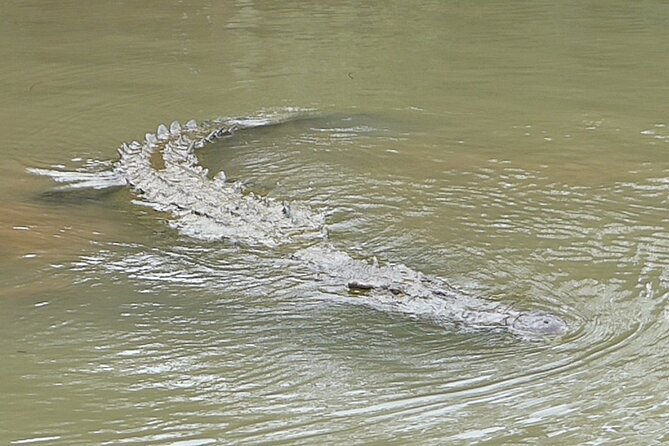 Jungle Crocodile Safari and Bird Watching Tour - Last Words