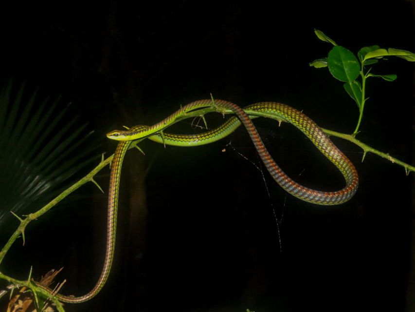 Jungle Night Tour : Finding Snakes and Night Species - Booking Information