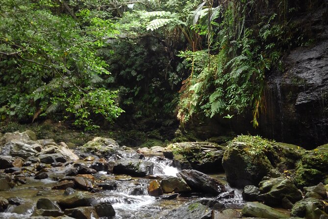 Jungle River Trek: Private Tour in Yanbaru, North Okinawa - Nago Visit