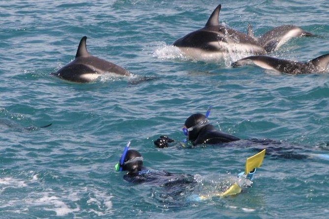 Kaikoura 12-Hour Dolphin Cruise From Christchurch (Mar ) - Dolphin Encounter Highlights