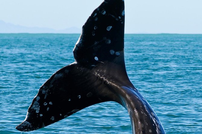 Kaikoura Whale Watch Day Tour From Christchurch - Last Words