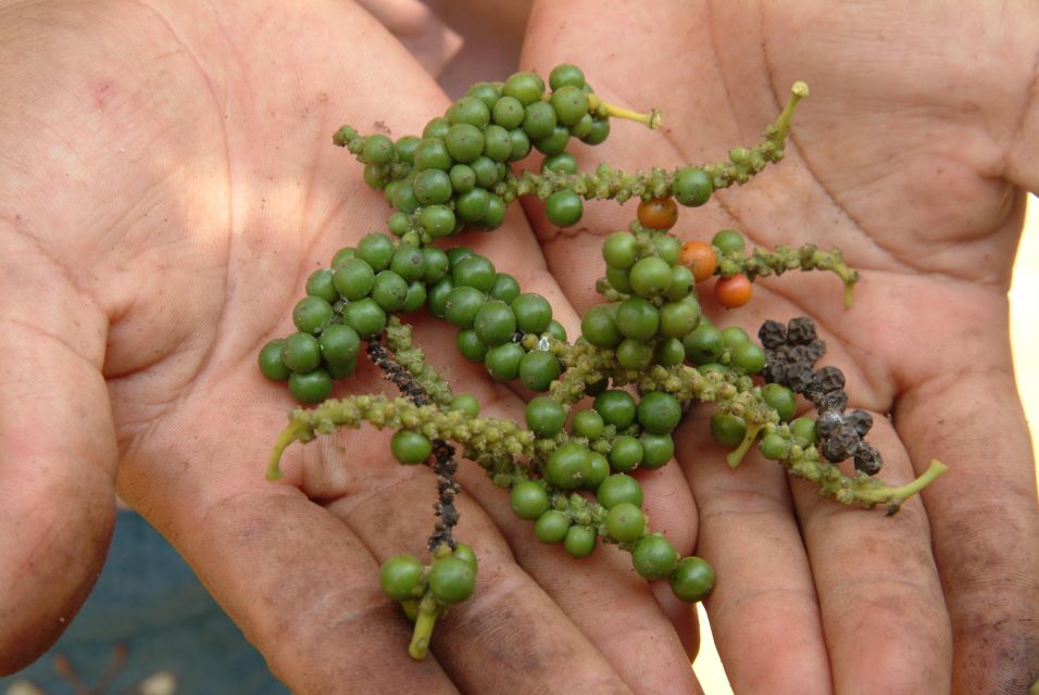 KAMPOT PEPPER EXPERIENCE by Discovery Center, Kep West - Inclusions