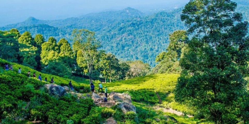 Kandy: 2 Day All-Inclusive Tea Plantation Adventure! - Experience Highlights
